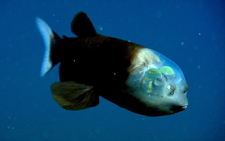 microstoma1
