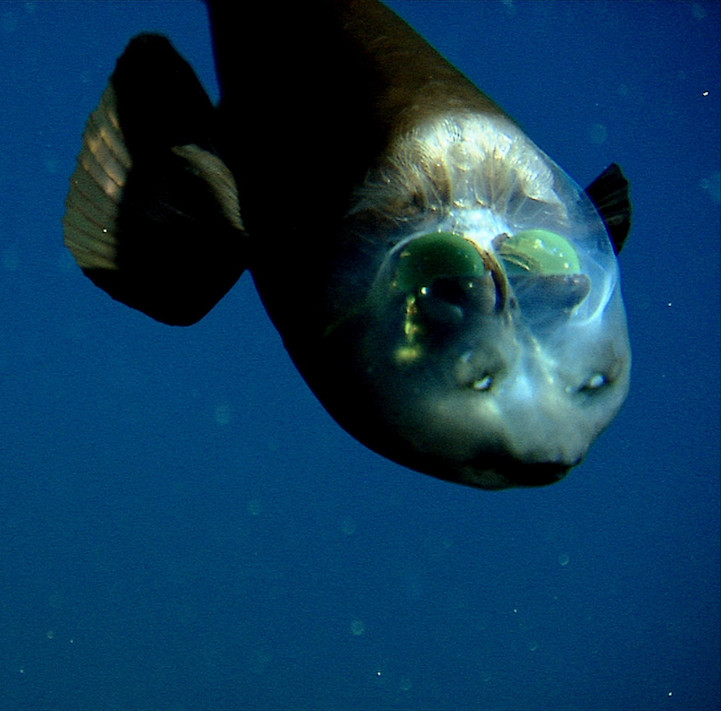microstoma3